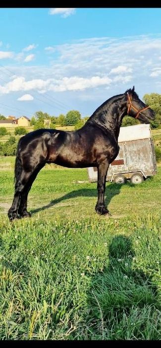Sprzedam konie Kontakt pod nr tel