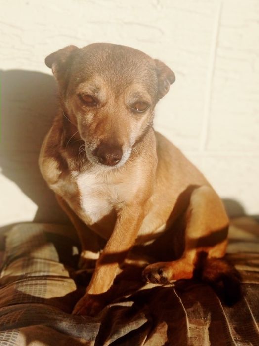 Невеличка собачка Боня шукає люблячих господарів!