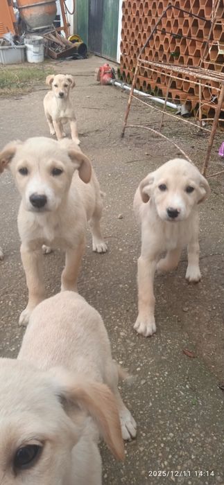 Cachorrinhos para adoção com cerca de 3 meses