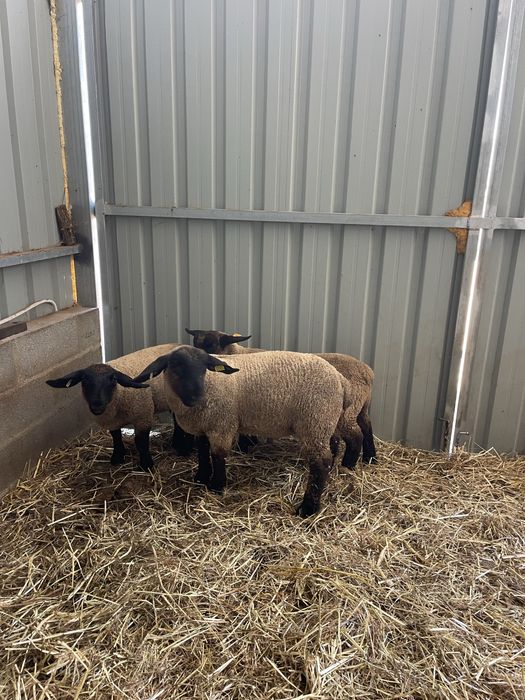 Suffolk puros
