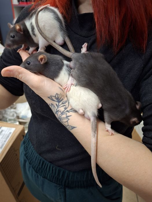 Szczurki,  szczury dziewczyny ur.03.01.26