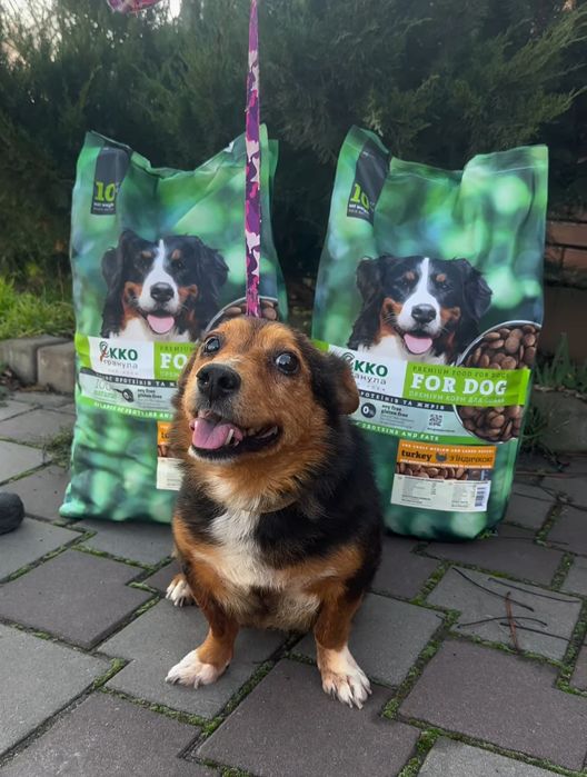 Собаки,  отдаем в семьи