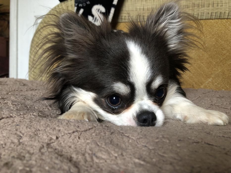 Мальчик чихуахуа  Готов к вязке с достойными невестами.