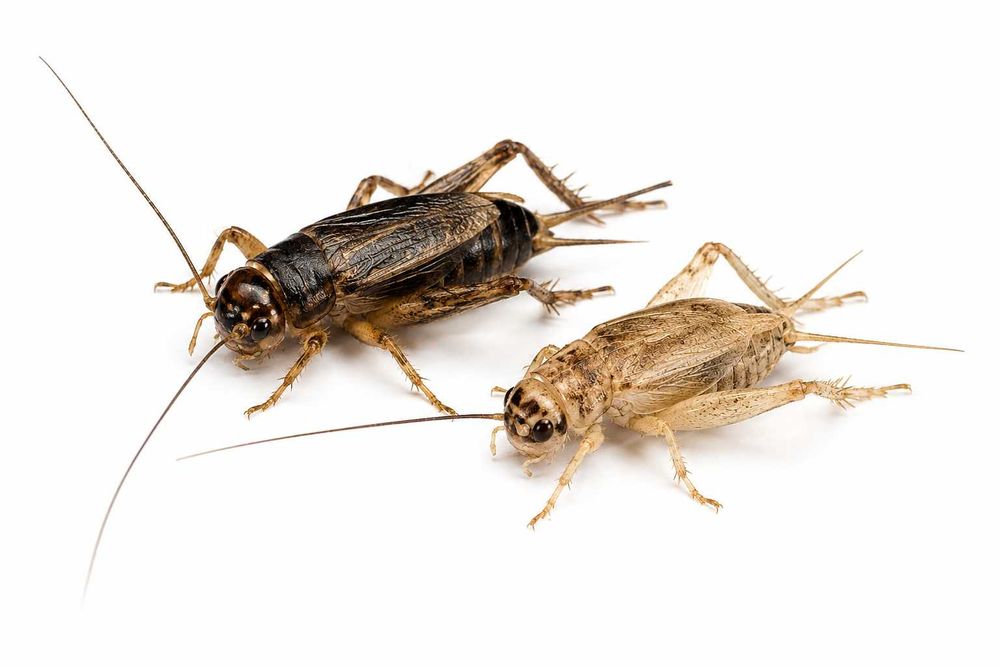 Świerszcze kubańskie, świerszcze bananowe 1,5-2cm i inne owady