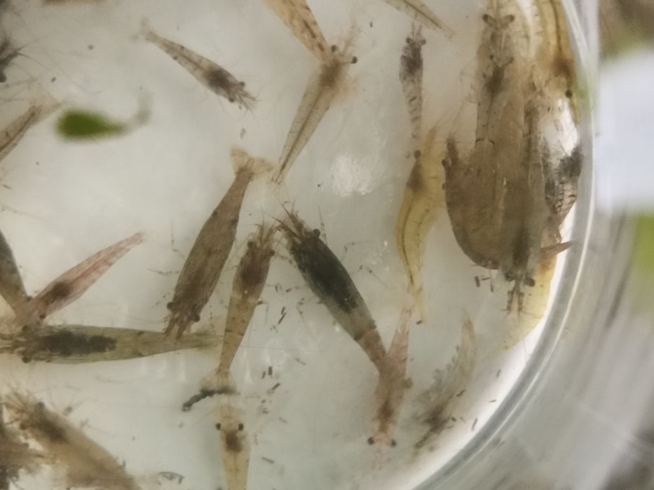 Sprzedam krewetki mieszańce wysylam