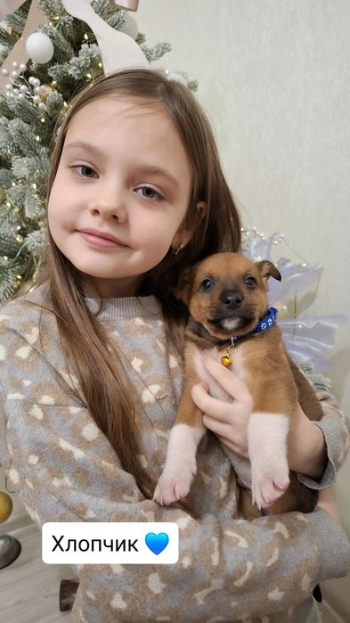 Манюні у пошуках люблячої родини. Вік 1,5 міс. Оброблені від паразитів