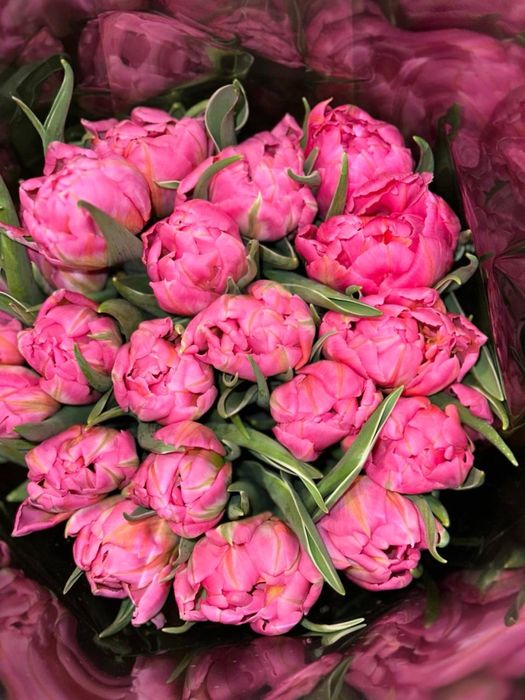 Тюльпани до 8 березня ОПТ