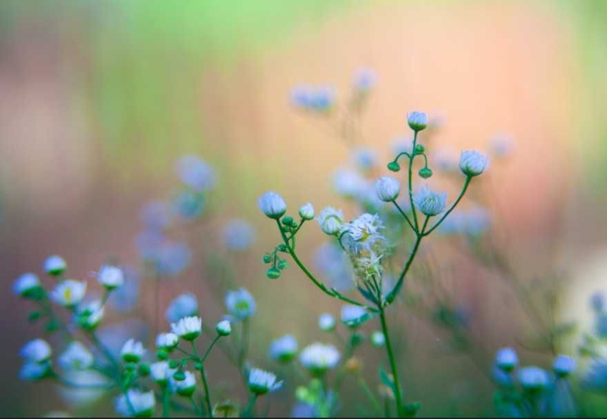 Unigor auto 3.5/ 135 mm mocowanie M42 / ładny bokeh