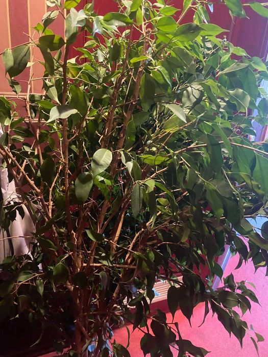 Фікус Бенджаміна