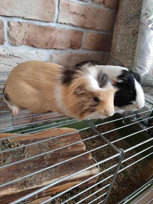 Świnki morskie dwa samce.