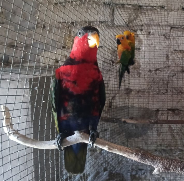 Aves em excelente estado