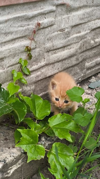 ТЕРМІНОВО Кошеня хлопчик 7 тижнів руденьке
