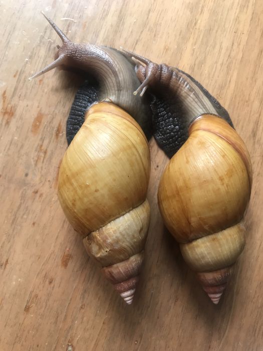 Улитки ахатина родацыя