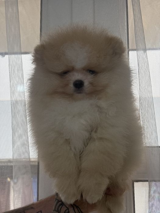 шикарний Хлопчик шоу класу