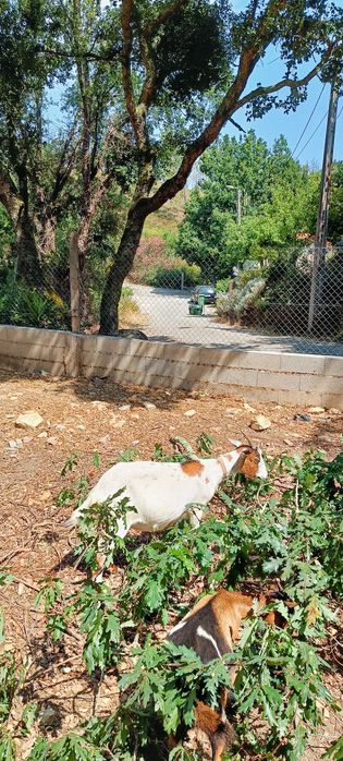 Cabra (Óptima para limpeza de terreno)