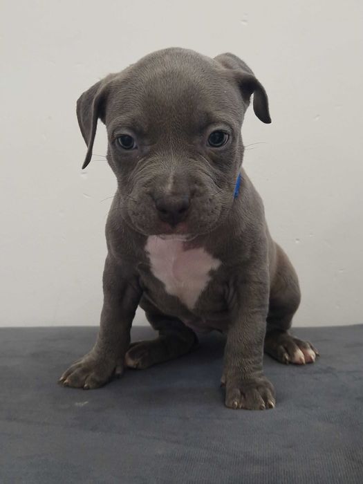 American staffordshire terrier