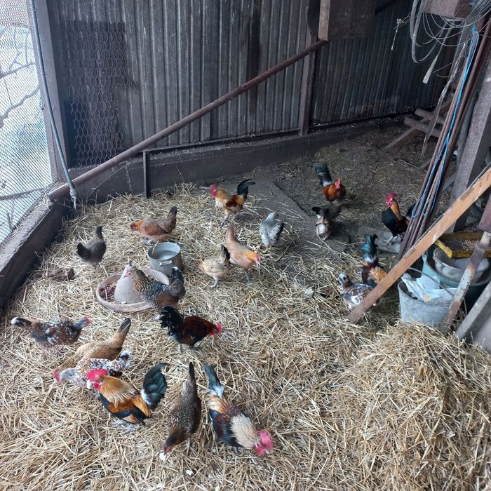 Продам Курей Бентамок