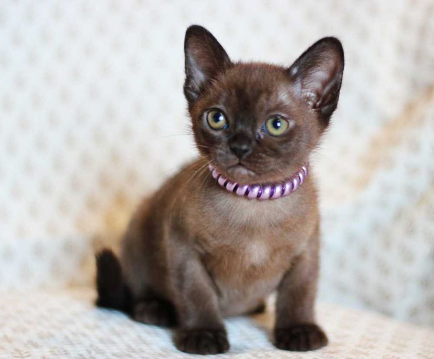 Американська Бурма дівчатка Кана та Кайлі