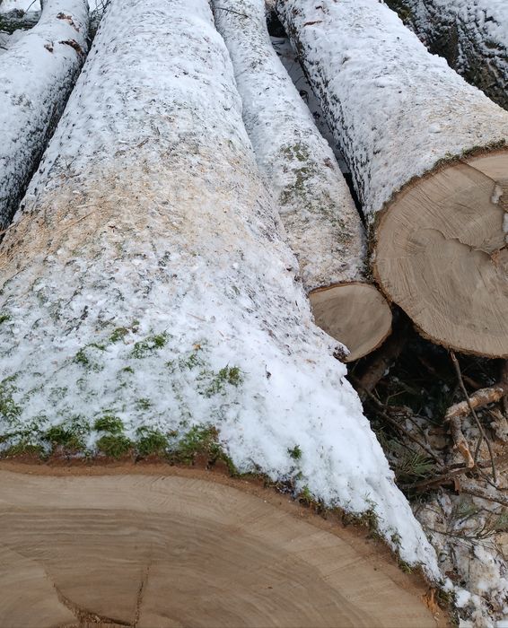 DĄB  tartaczny, kłoda, drewno, tanio