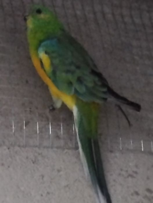 Vendo Ave Red Rumped