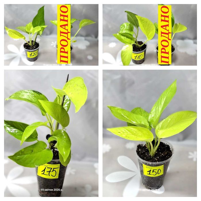 ‼️Колекція епіпремнумів/сциндапсусів