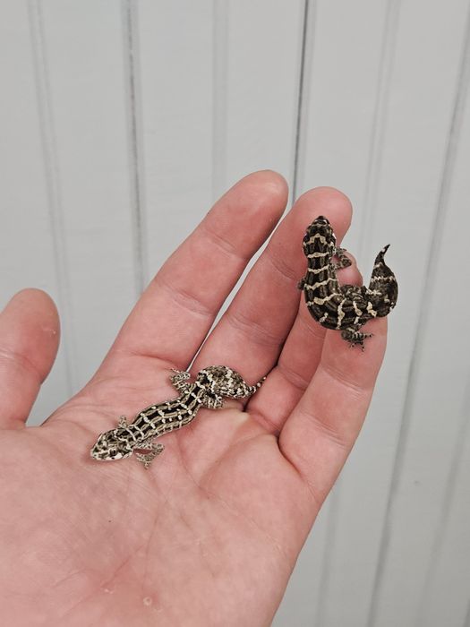 Gekon żmijowy, maluchy/parki - Hemidactylus imbriciatus, cb26