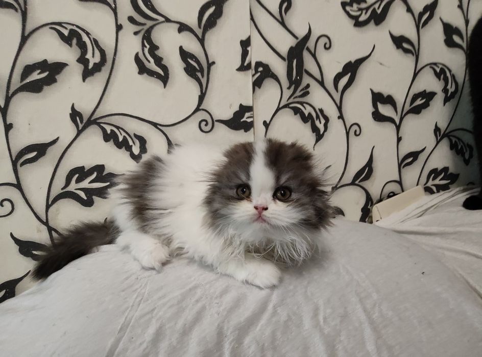 Котенок шотландская вислоушечка