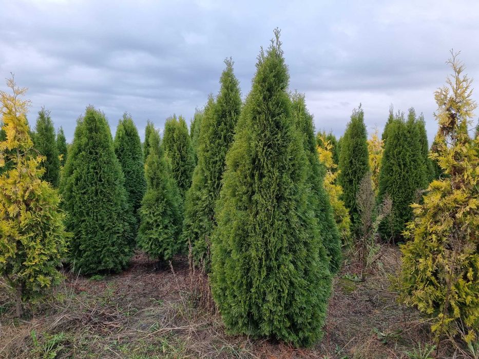 Tuja szmaragd 220 cm, żywotnik zachodni ,,smaragd", Thuja