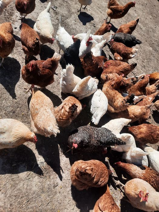 Kury nioski z jajkiem