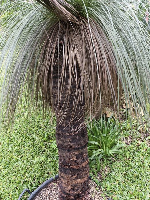 xantorrohea glauca