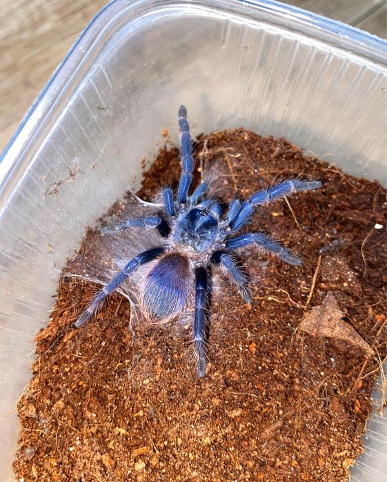 Lasiocyano sazimai L2/3 ex. Pterinopelma + GRATIS Ptasznik