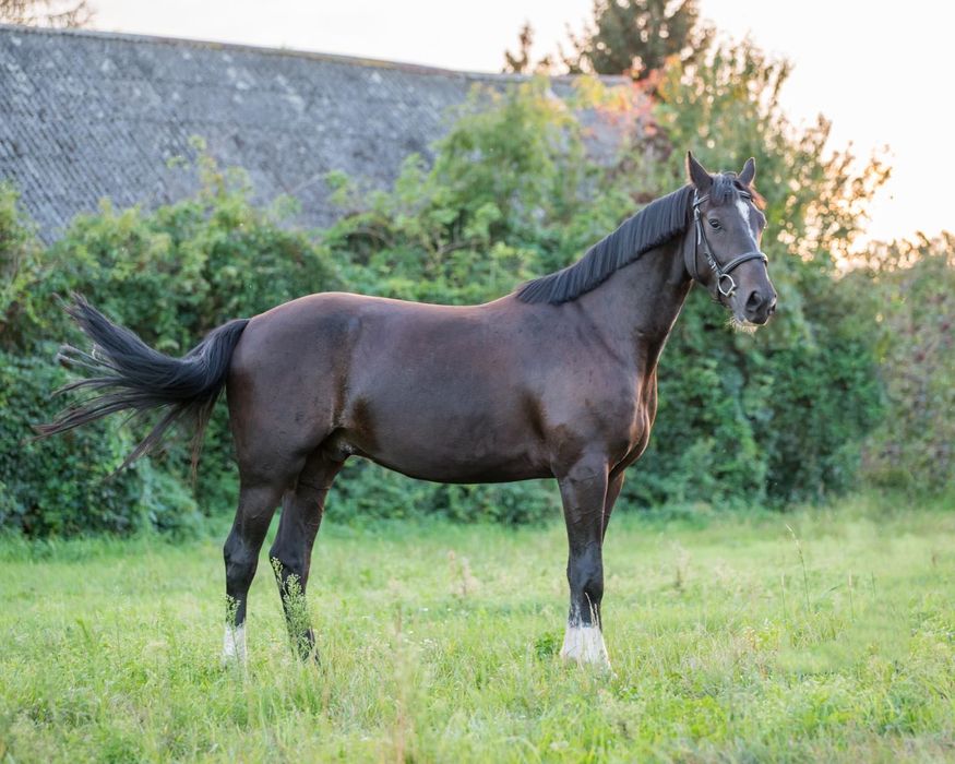 Kary 3-letni wałach SP po Tambourine Red Wine