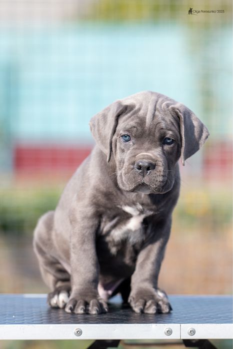 Сірі цуценята кане корсо, нащадки чемпіонів світу