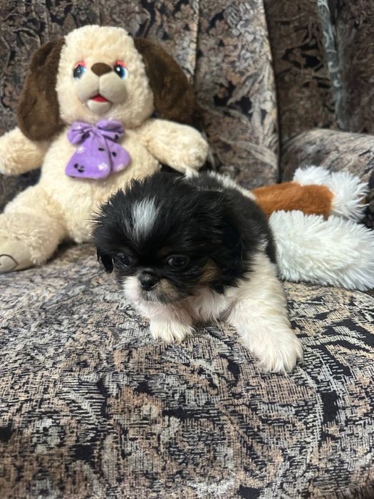Пекінес дівчинка трьохкольорова красуня