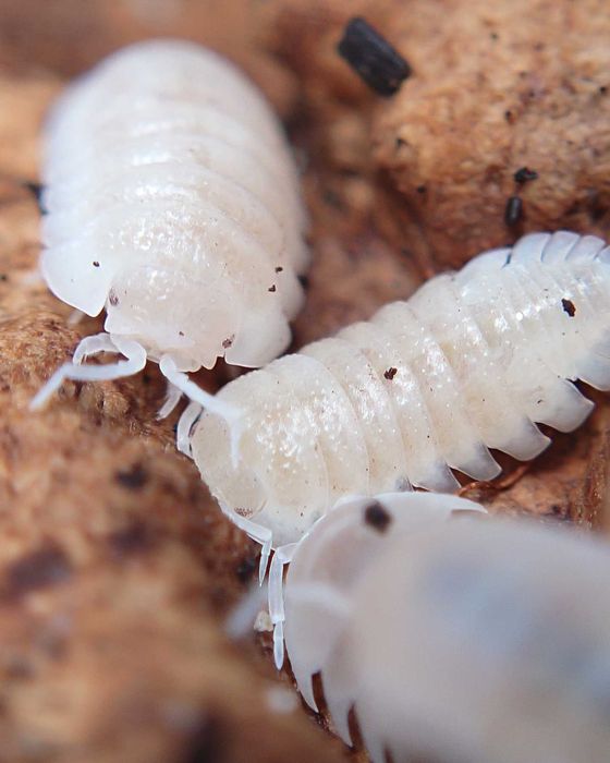 Armadillidium granulatum "White pearl", isopody, 10 szt.