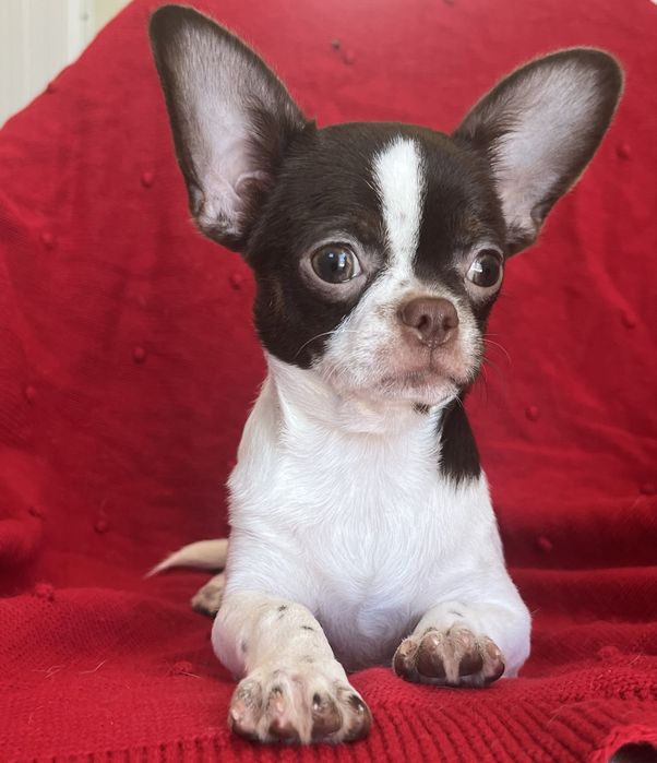 Chihuahua Macho  Pelo Curto