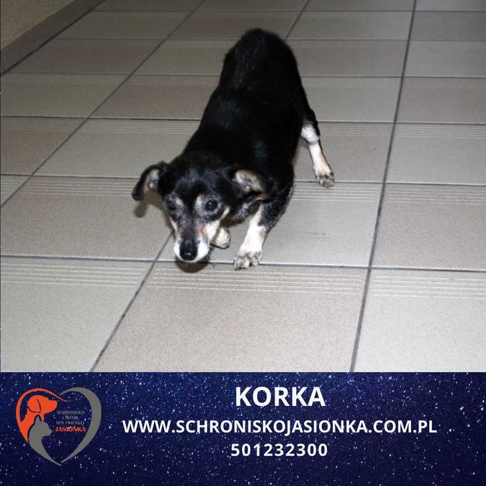 KORKA - do adopcji Schronisko Jasionka