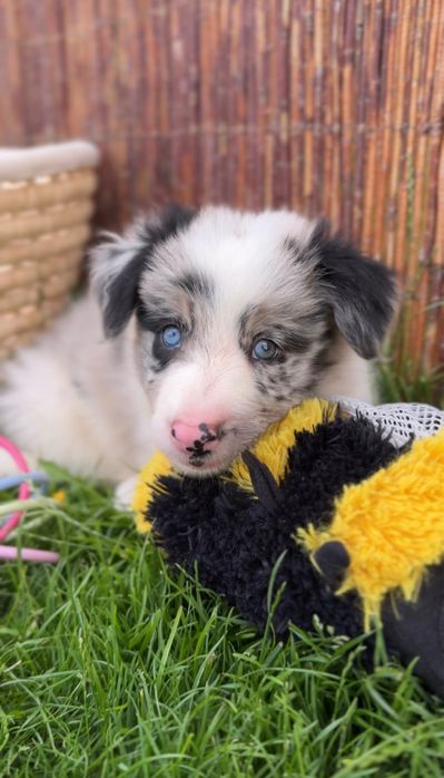 Border collie blue merle suczka