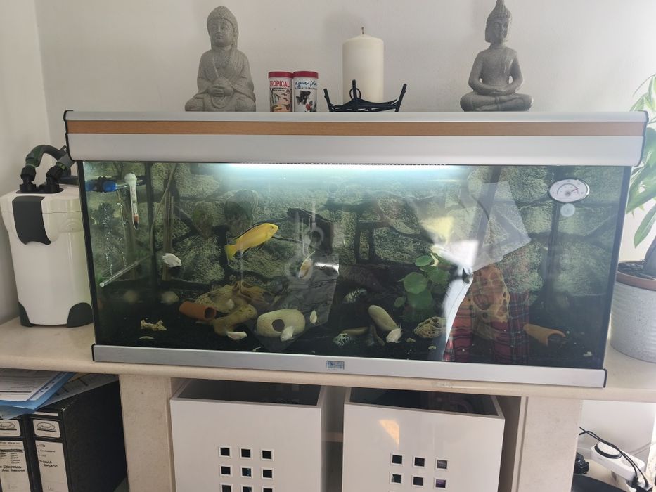 Vendo aquário aquaatlantis de 200 litros( ou troco por aves do meu interesse)