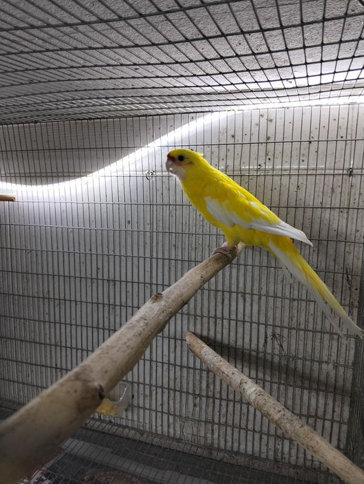 Macho rosela adulto flaveolus