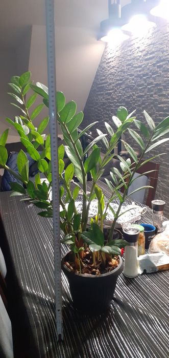 Kwiatek, ziamiokulas