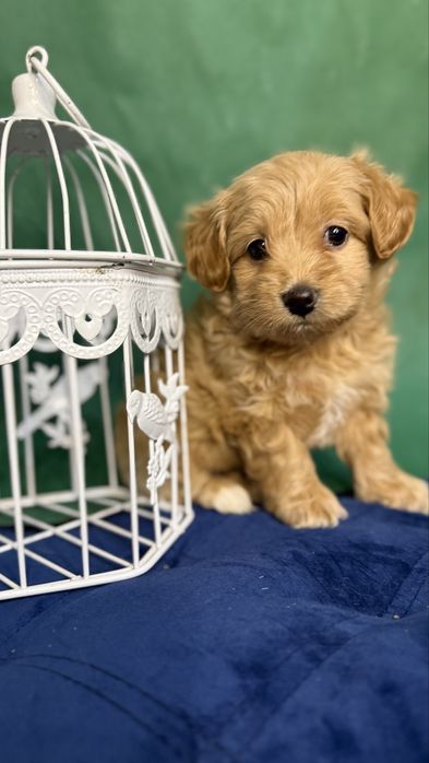 Дівчинка кризітка мальтіпушка