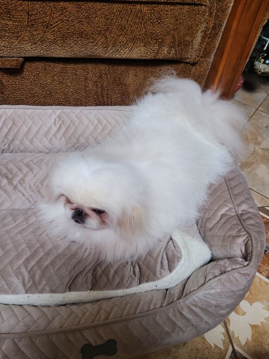 В'язка Королівського пекінеса.