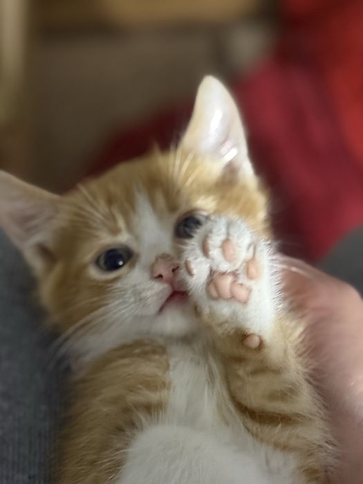 Кошенята шукають дім