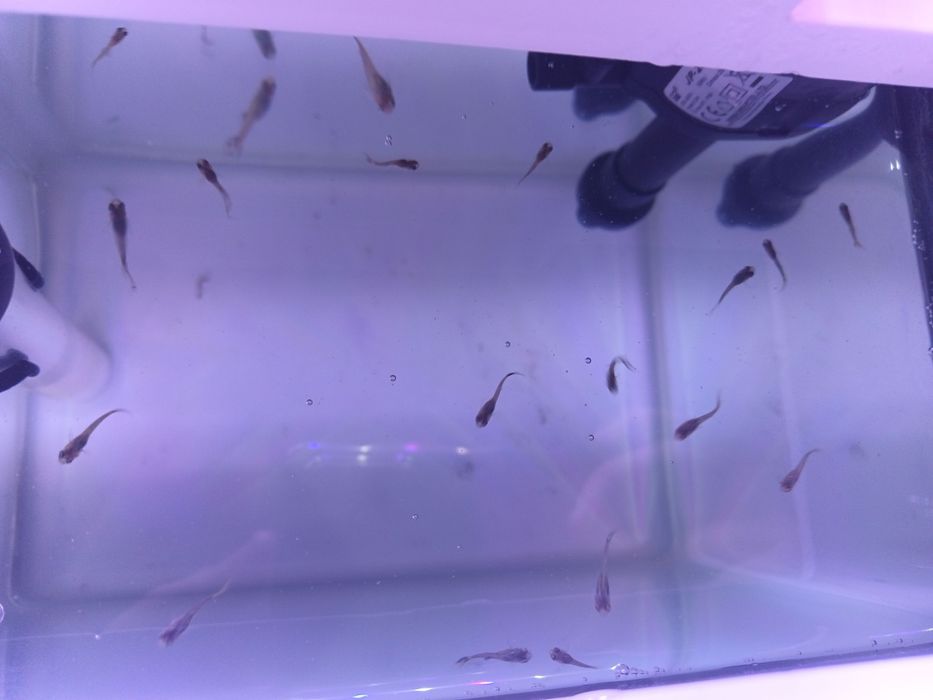 Gupiki narybek pawie oczko 25 szt + gratisy