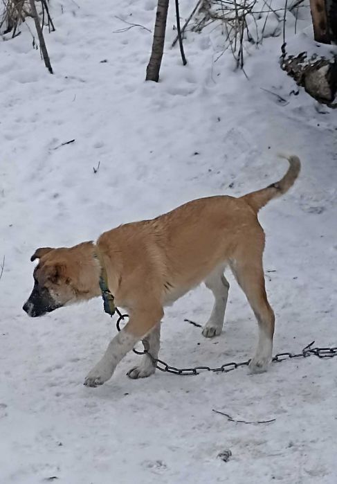 Щенок 4 мес девочка.
