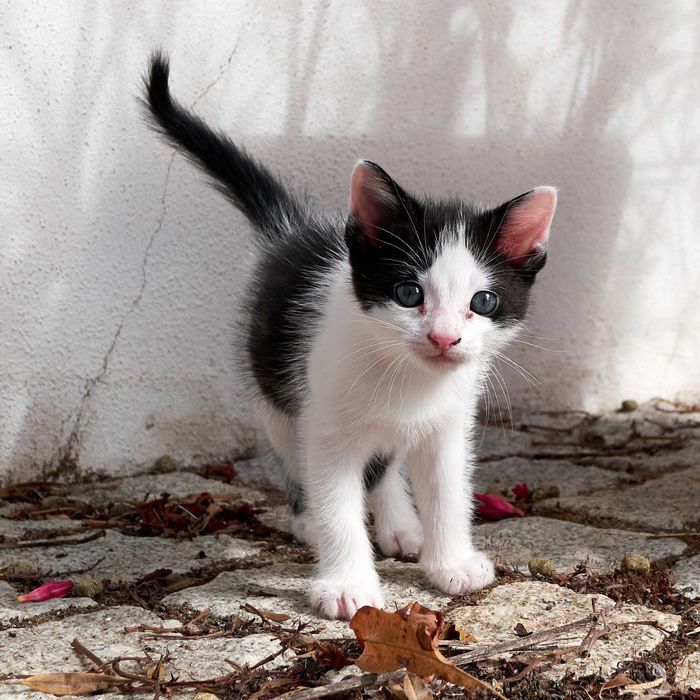 Gatinha para adoção responsável