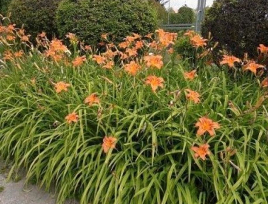 Liliowce pomarańczowe 10sztuk