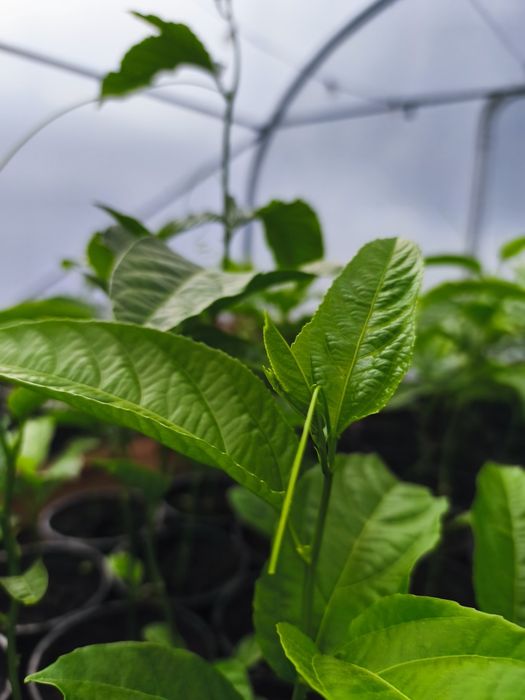Venda de plantas de maracujá roxo