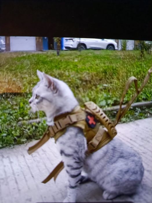 Peitorais para gato ou cão pequeno . 10€ cada um